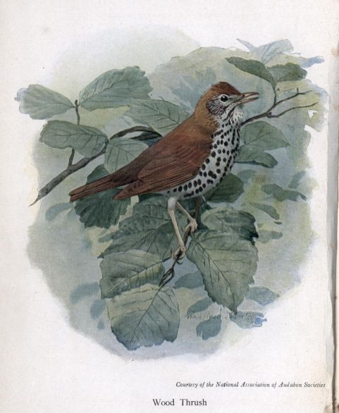 Wood Thrush