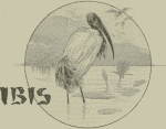 IBIS