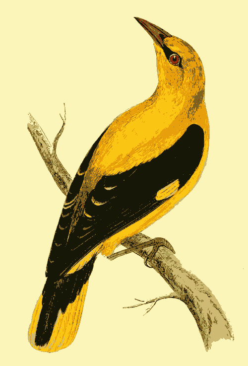 GOLDEN ORIOLE.