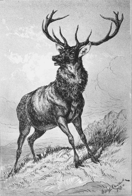 Rampant Stag