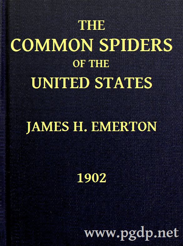 The Common Spiders of the United States