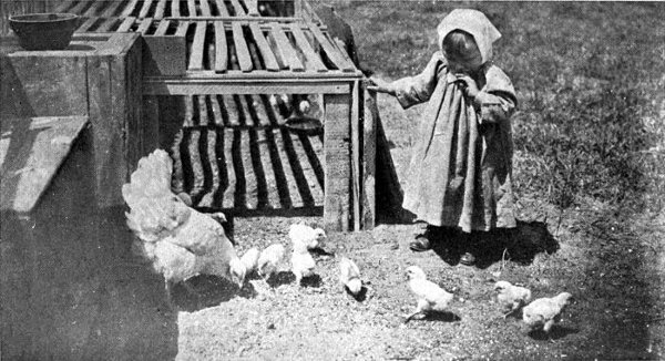 Illustration showing a little girl looking at a hen and her chicks