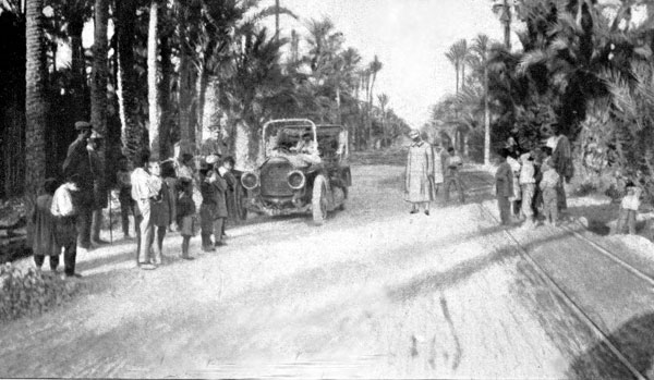 LA FORÊT DE PALMIERS D'ELCHE