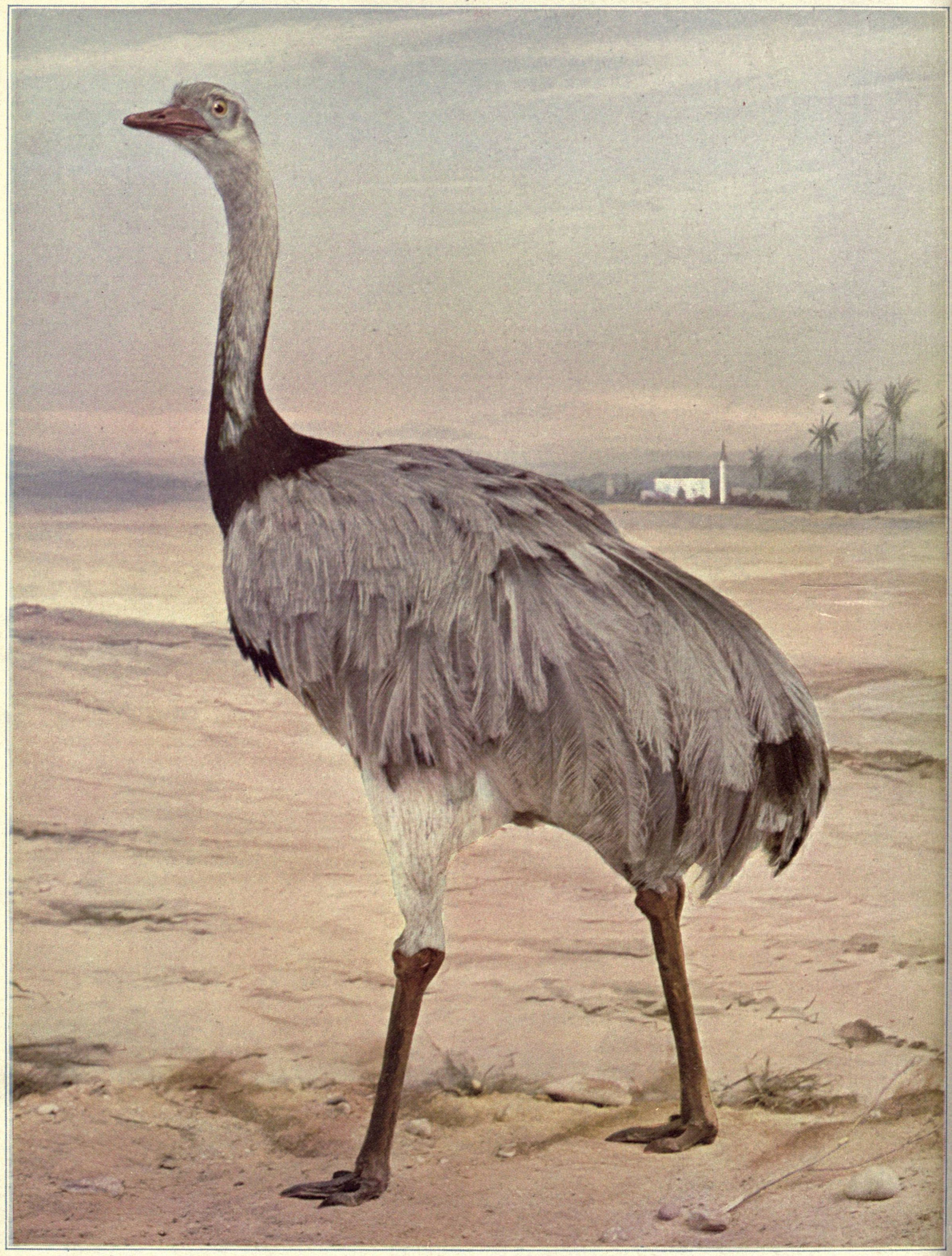 Birds Illustrated by Color Photography, Vol. 3, No. 5
