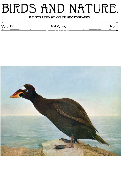 Birds and Nature Vol. 09 No. 5 [May 1901]&#10;Illustrated by Color Photography