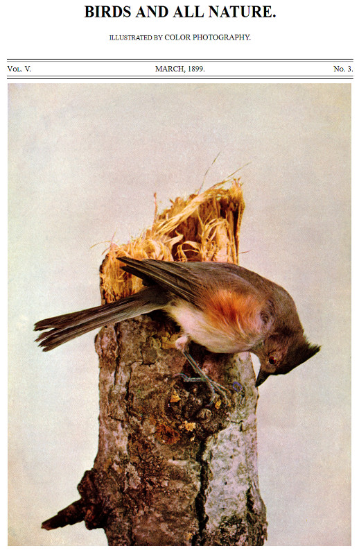 Kuşlar ve Tüm Doğa, Cilt 5, No. 3, Mart 1899; Renkli Fotoğraflarla İllüstre