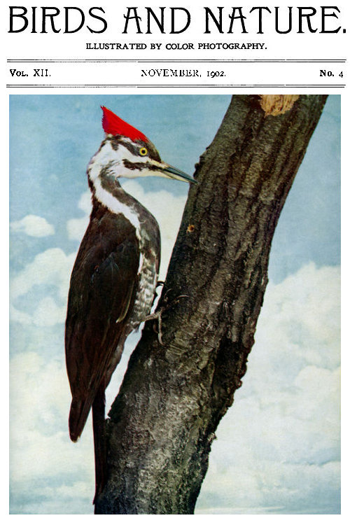 Birds and Nature, Vol. 12 No. 4 [September 1902]&#10;Illustrated by Color Photography