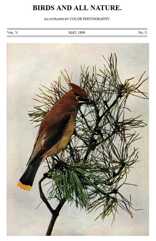 Birds and All Nature, Vol. 5, No. 5, May 1899&#10;Illustrated by Color Photography