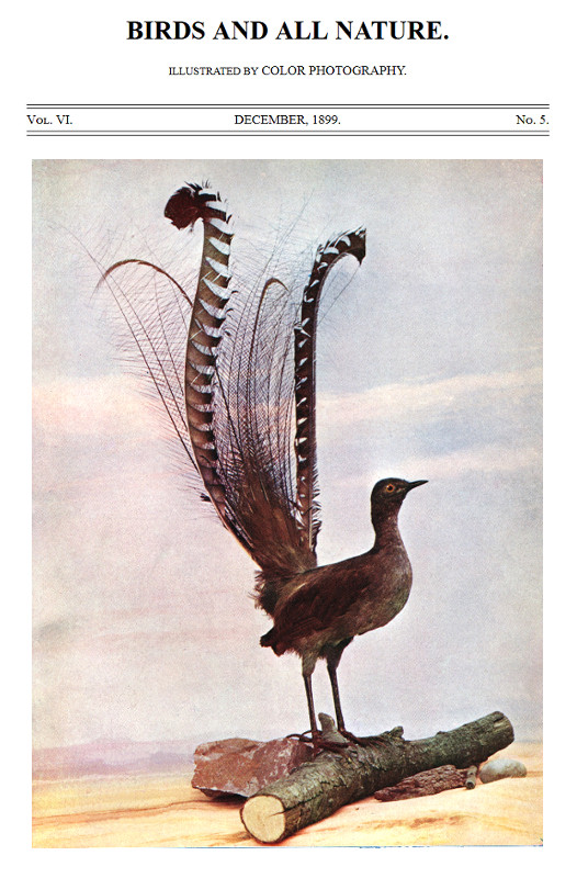 Birds and All Nature, Vol. 6, No. 5, December 1899&#10;Illustrated by Color Photography