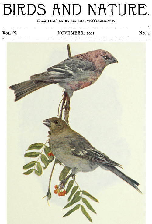 Birds and Nature, Vol. 10 No. 4 [November 1901]