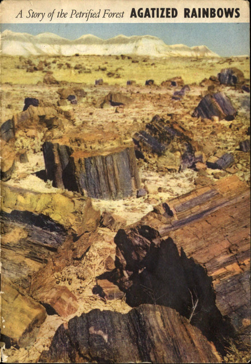 Agatized Rainbows: A Story of the Petrified Forest