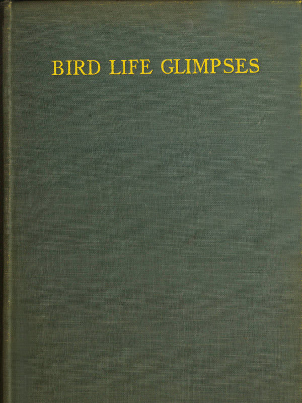 Bird Life Glimpses