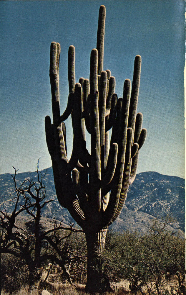 Saguaro cactus