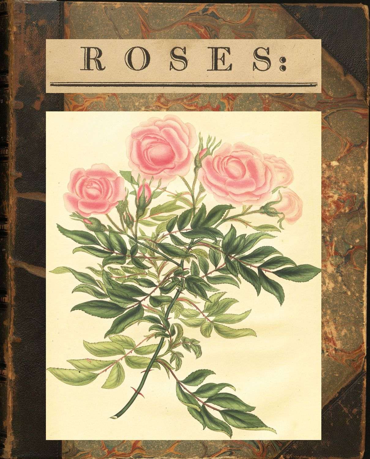 Roses: or, a Monograph of the Genus Rosa