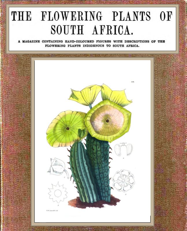 The flowering plants of South Africa; vol. 3