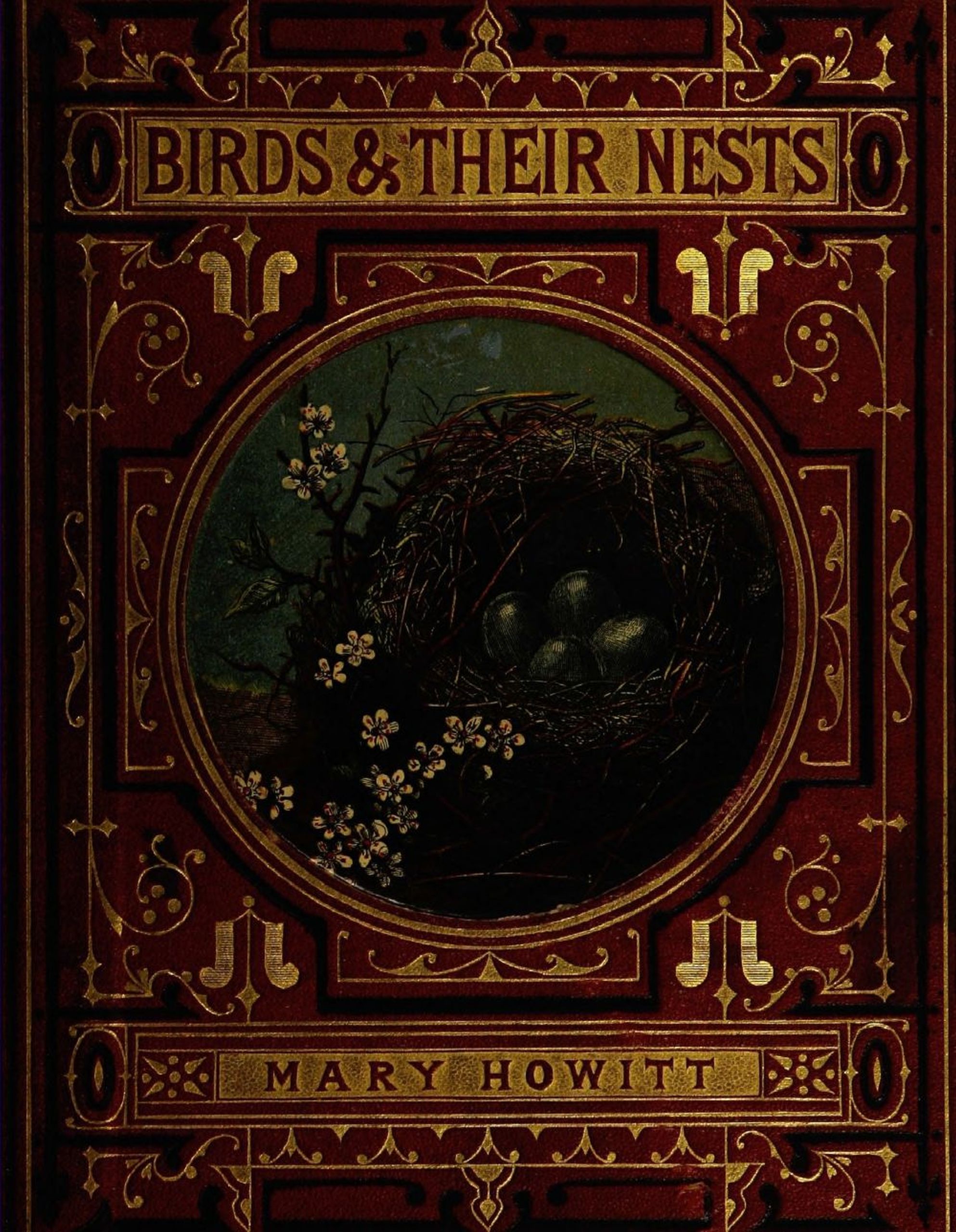 Birds and their nests