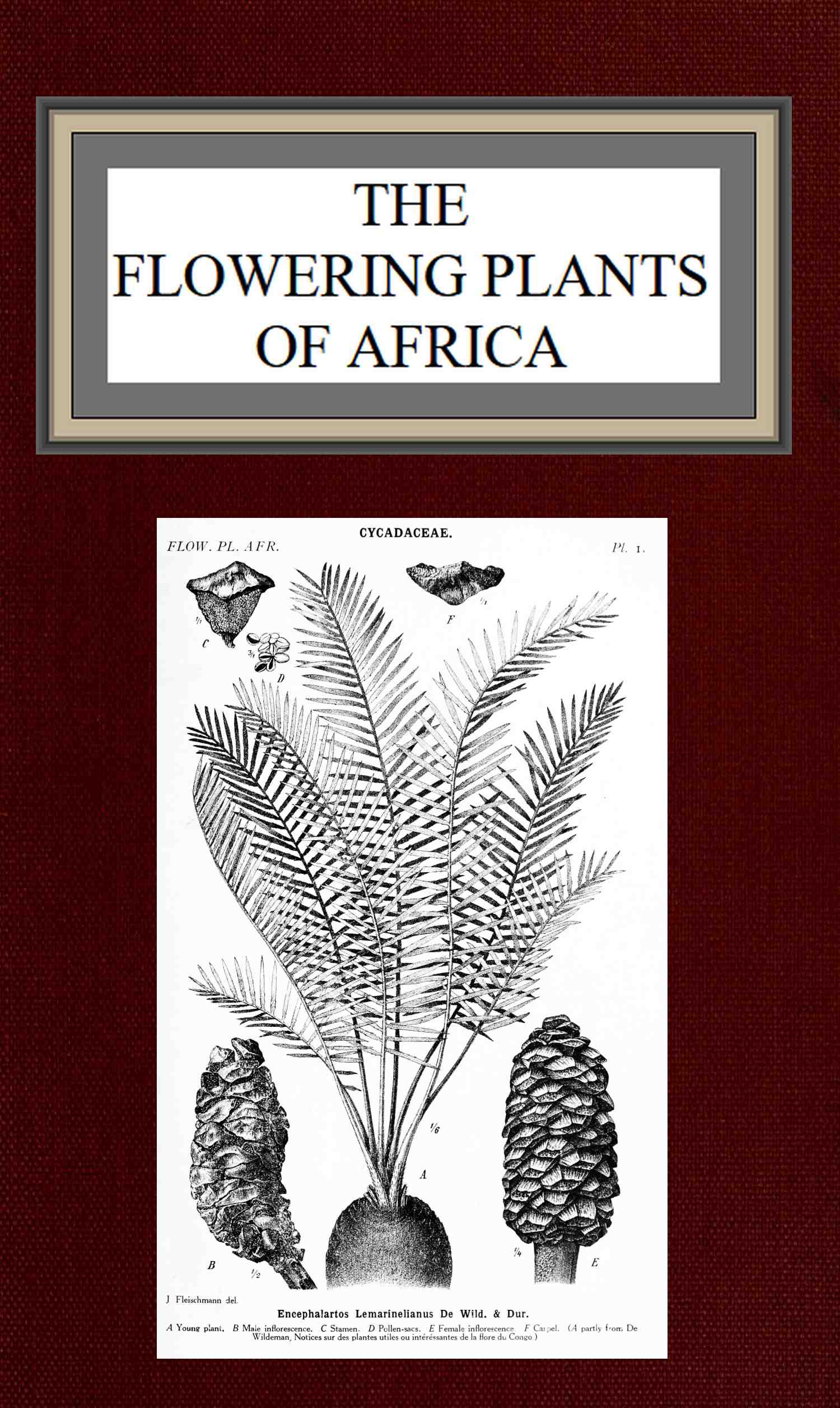 The flowering plants of Africa&#10;An analytical key to the genera of African phanerograms