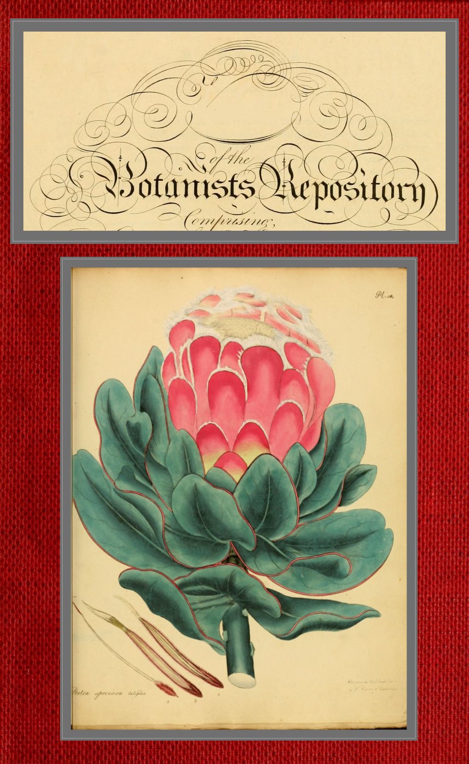 The botanist's repository for new and rare plants; vols 1 & 2 [of 10]