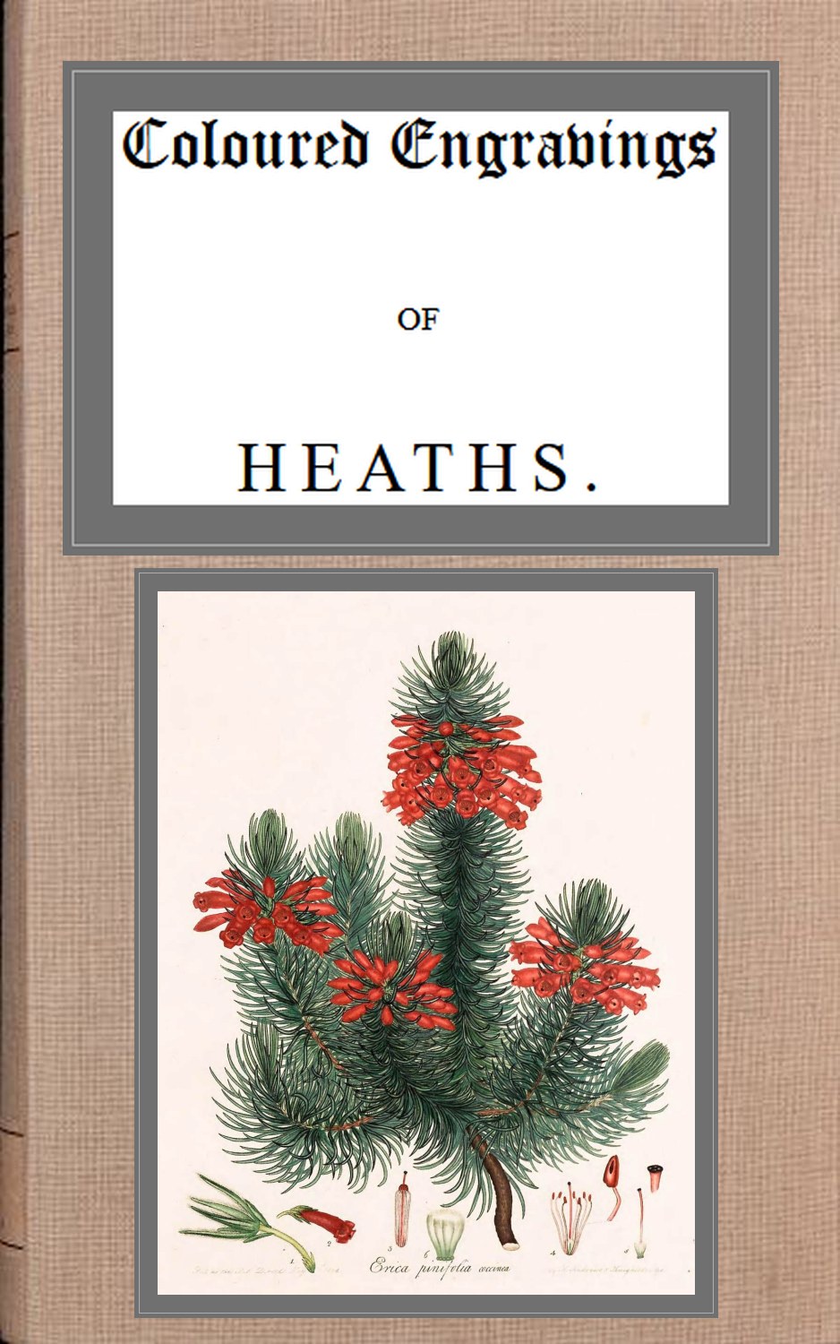 Coloured engravings of heaths; vol. 2