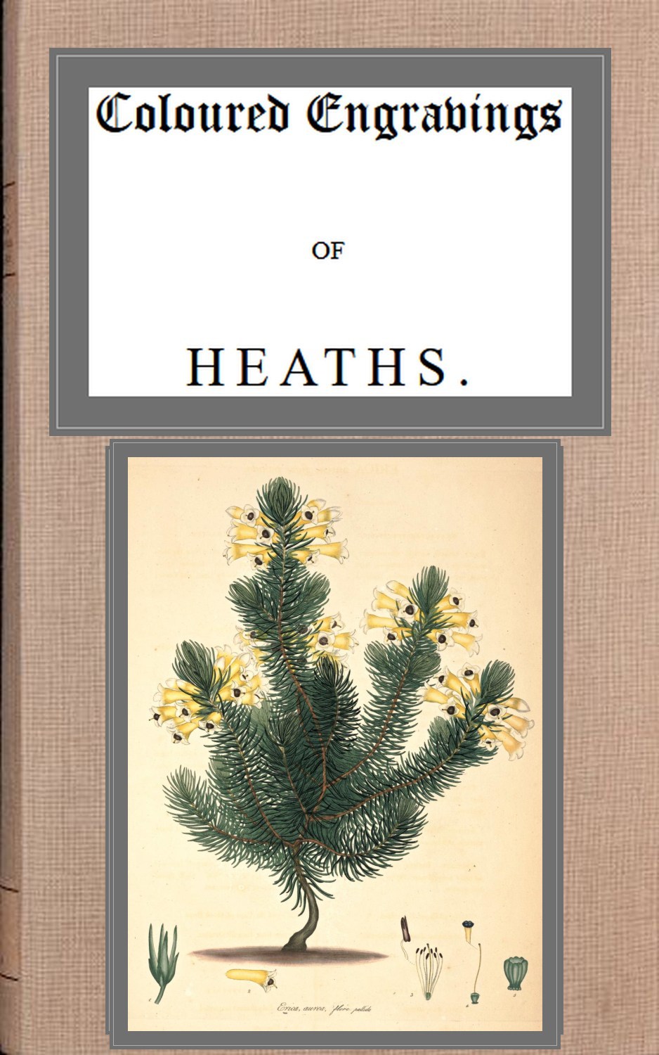 Coloured engravings of heaths; vol. 3