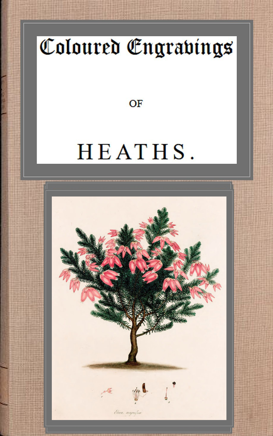 Coloured engravings of heaths; vol. 4